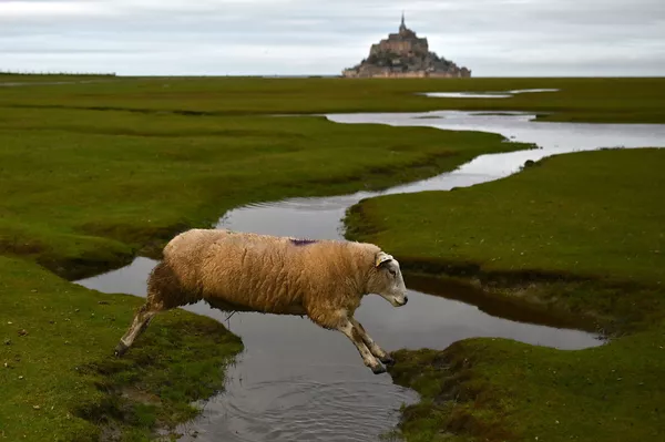 Cừu nhảy qua suối ở Mont Saint-Michel, Pháp Cừu nhảy qua suối ở Mont Saint-Michel, Pháp - Sputnik Việt Nam