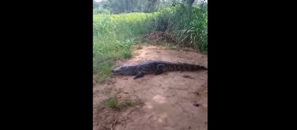 Trong khi chụp hình, con cá sấu cắn một phụ nữ và khiến du khách bỏ chạy. - Sputnik Việt Nam