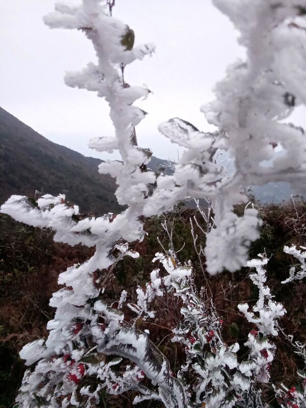 Nhiều trâu bò chết cóng và thiệt hại hơn 450 triệu đồng do băng, tuyết - Sputnik Việt Nam