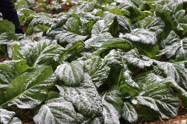 Nhiều trâu bò chết cóng và thiệt hại hơn 450 triệu đồng do băng, tuyết - Sputnik Việt Nam