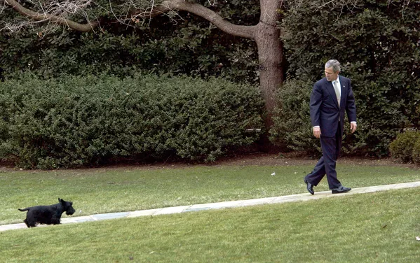 Tổng thống Mỹ George W. Bush với chú chó Barney của ông tại Nhà Trắng, 2003 Tổng thống Mỹ George W. Bush với chú chó Barney của ông tại Nhà Trắng, 2003 - Sputnik Việt Nam