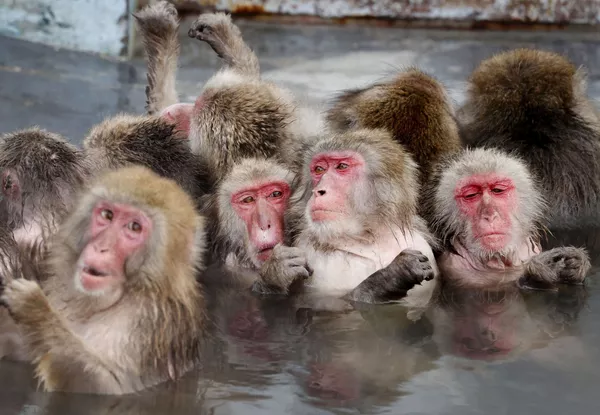 Khỉ Macaca tắm suối nước nóng trong vườn bách thảo nhiệt đới ở Hokkaido, Nhật Bản Khỉ Macaca tắm suối nước nóng trong vườn bách thảo nhiệt đới ở Hokkaido, Nhật Bản - Sputnik Việt Nam