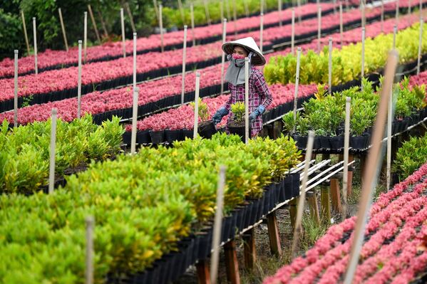 Công việc trên cánh đồng hoa trong công viên thành phố Sa Đéc ở Việt Nam - Sputnik Việt Nam