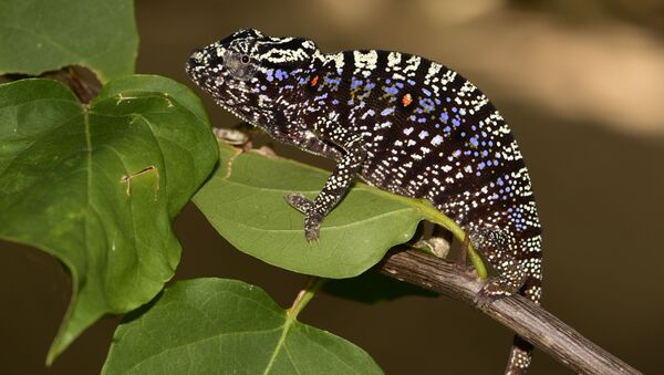 Chameleon - Sputnik Việt Nam