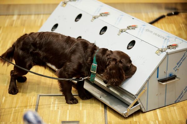 Con chó giống Cocker Spaniel được huấn luyện để phát hiện COVID-19 trong mẫu nước bọt của người - Sputnik Việt Nam