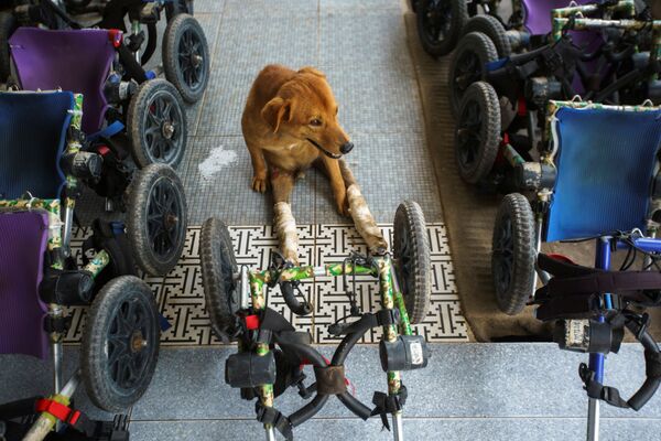 Con chó khuyết tật trước khi đi dạo tại Quỹ The Man That Rescues Dogs Foundation ở Chonburi, Thái Lan - Sputnik Việt Nam