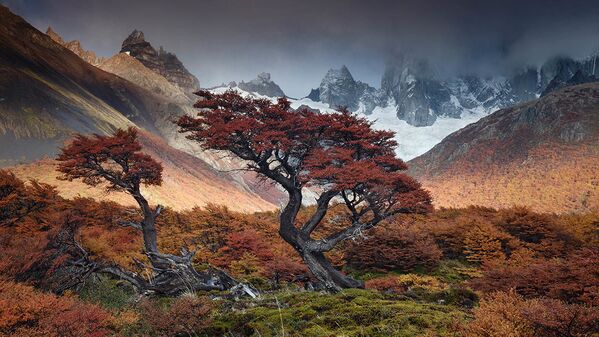 Bức ảnh Những đám mây thời gian (Mists of Time) của nhiếp ảnh gia Argentina Andrea Pozzi, lọt danh sách nổi bật trong hạng mục Hưi thở của không gian cuộc thi The International Garden Photographer of the Year Competition-14 - Sputnik Việt Nam