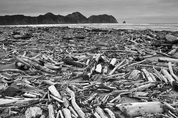 Bức ảnh Vịnh Tolaga (Tolaga Bay) của nhiếp ảnh gia người Zealand Jonathan Barran, đoạt giải hạng mục Thực vật và Hành tinh trong cuộc thi The International Garden Photographer of the Year Competition-14 - Sputnik Việt Nam