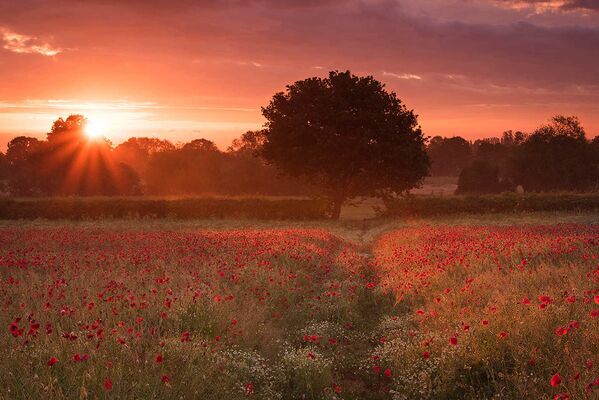 Bức ảnh Poppy Coven của nhiếp ảnh gia Anh Simon Lea đoạt giải hạng mục Wildflower Landscapes trong cuộc thi The International Garden Photographer of the Year Competition-14 - Sputnik Việt Nam