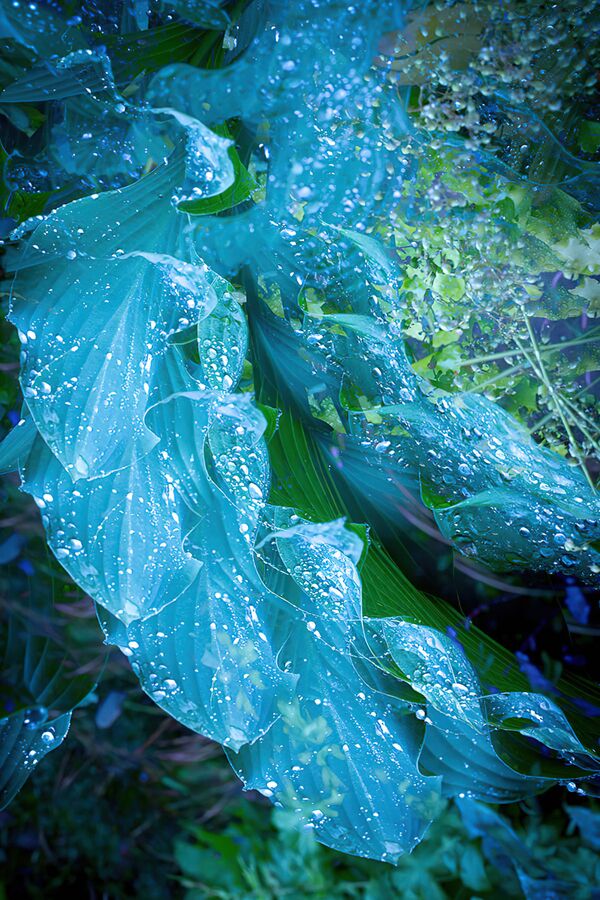 Bức ảnh từ seri Hosta Patterns của nhiếp ảnh gia David Townshend, đoạt giải hạng mục Portfolio trong cuộc thi The International Garden Photographer of the Year Competition-14 - Sputnik Việt Nam