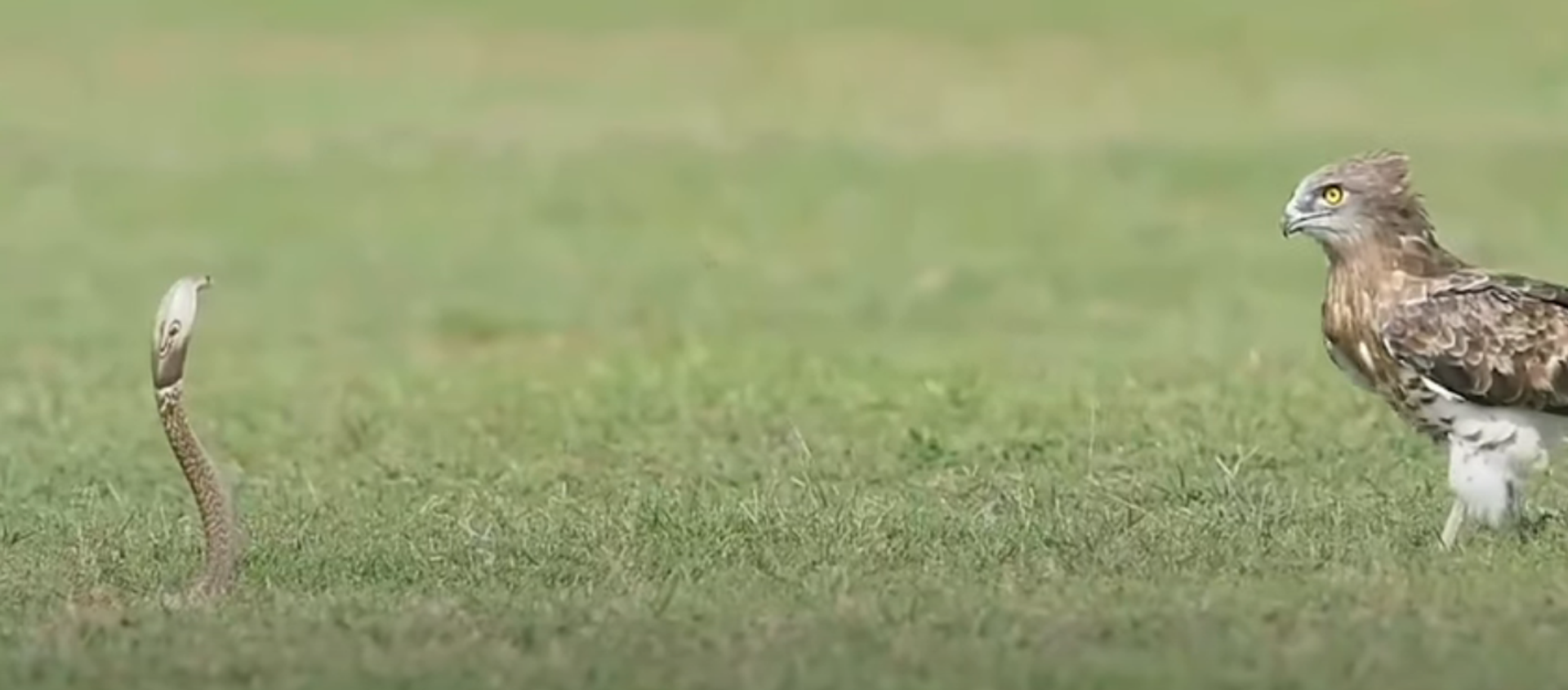 Cuộc đọ sức của rắn và đại bàng - Sputnik Việt Nam, 1920, 25.02.2021