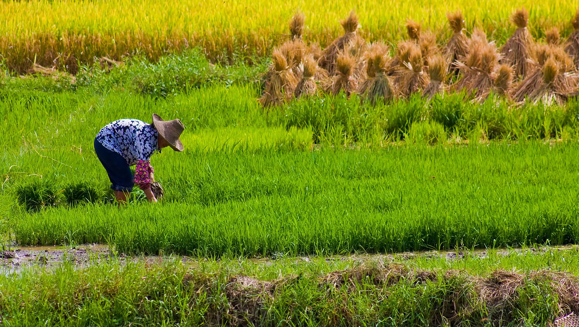 Thu hoạch lúa ở Trung Quốc