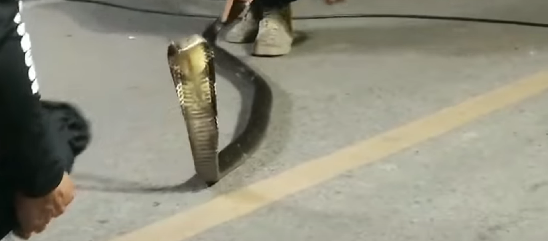 Hổ mang chúa nổi giận cố bật máy tính sau khi được giải cứu  - Sputnik Việt Nam, 1920, 08.03.2021