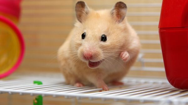 Сon chuột hamster. - Sputnik Việt Nam