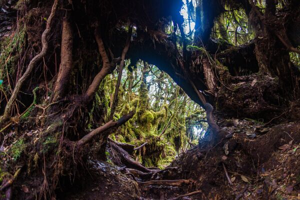 Khu bảo tồn thiên nhiên Mossy Forest ở Malaysia - Sputnik Việt Nam