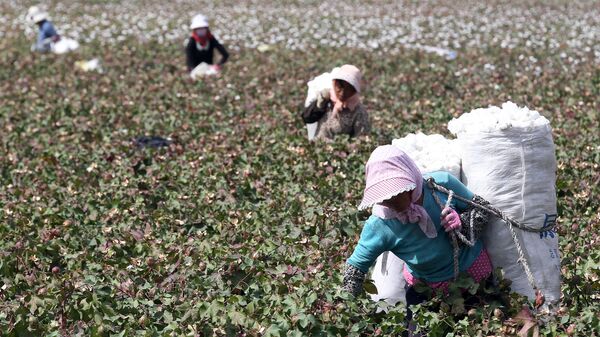 Hái bông ở Khu tự trị Duy Ngô Nhĩ Tân Cương - Sputnik Việt Nam