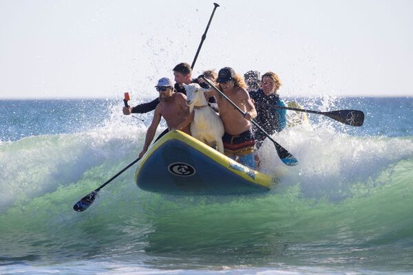 Lướt sóng với con dê ở San Clemente, California - Sputnik Việt Nam