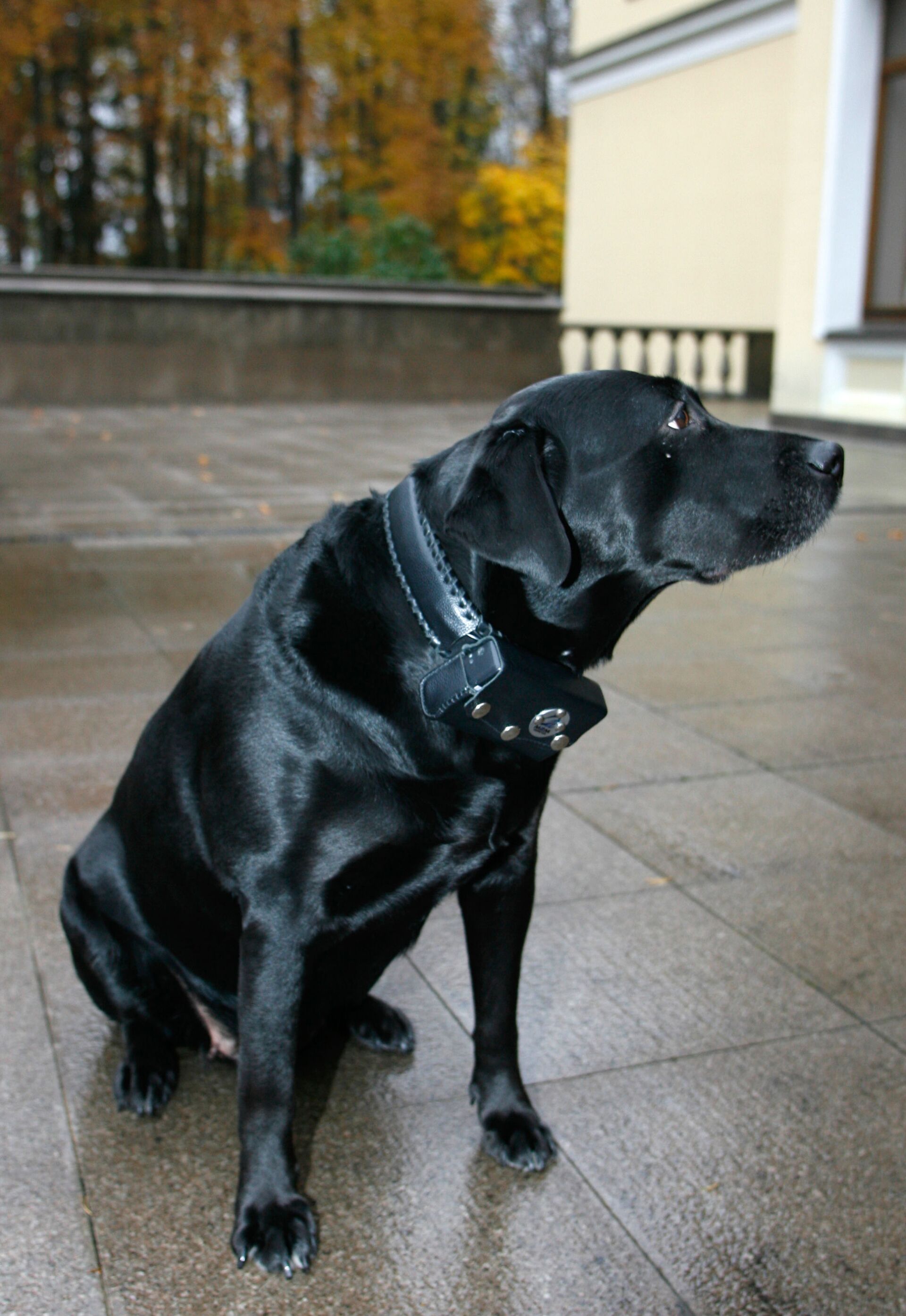 Tổng thống Nga nuôi những loại thú cưng nào? Tổng thống Nga nuôi những loại thú cưng nào? - Sputnik Việt Nam, 1920, 30.03.2021