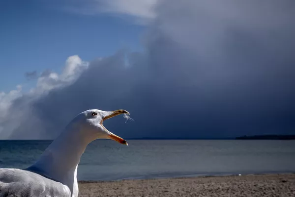 Mòng biển trên bờ biển Baltic, Đức Mòng biển trên bờ biển Baltic, Đức - Sputnik Việt Nam