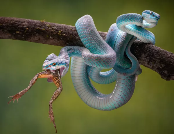 Tác phẩm Rắn hai đầu của nhiếp ảnh gia Singapore Teo Chin Leong, được đánh giá cao tại All About Photo Awards 2021 Tác phẩm Rắn hai đầu của nhiếp ảnh gia Singapore Teo Chin Leong, được đánh giá cao tại All About Photo Awards 2021 - Sputnik Việt Nam