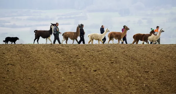 Gia đình Bloching đi dạo cùng lạc đà không bướu, alpacas và chú chó Mogli dọc theo con đường nông thôn ở Waldhausen, Đức Gia đình Bloching đi dạo cùng lạc đà không bướu, alpacas và chú chó Mogli dọc theo con đường nông thôn ở Waldhausen, Đức - Sputnik Việt Nam