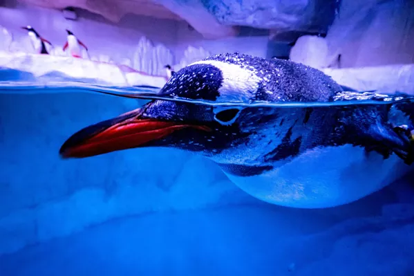 Chim cánh cụt bơi trong chuồng của mình tại thủy cung Sea Life Bangkok Ocean World ở Bangkok Chim cánh cụt bơi trong chuồng của mình tại thủy cung Sea Life Bangkok Ocean World ở Bangkok - Sputnik Việt Nam