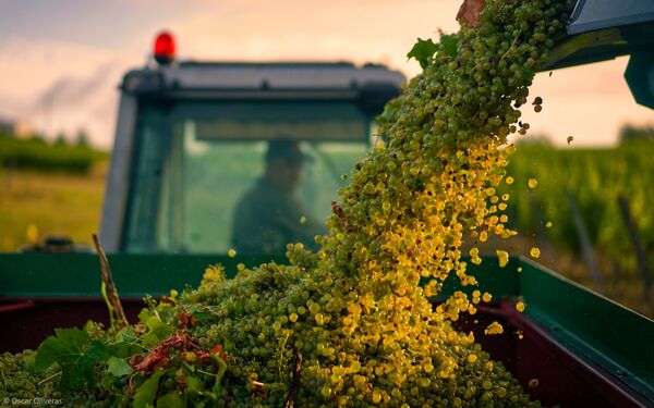 “Thu hoạch nho” của nhiếp ảnh gia Tây Ban Nha Oscar Oliveras, người chiến thắng ở hạng mục Errazuriz Wine Photographer of the Year – Produce của cuộc thi Pink Lady® Food Photographer of the 2021 - Sputnik Việt Nam