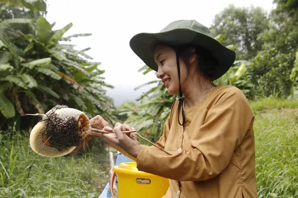 Du khách chiêm ngưỡng một tổ ong ruồi vừa mới thu hoạch, tỉnh Cà Mau, Việt Nam Du khách chiêm ngưỡng một tổ ong ruồi vừa mới thu hoạch, tỉnh Cà Mau, Việt Nam - Sputnik Việt Nam