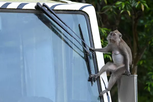 Con khỉ Macaca ngồi trên gương xe điện trong cuộc tham quan vườn thú đêm Night Safari tại Singapore Con khỉ Macaca ngồi trên gương xe điện trong cuộc tham quan vườn thú đêm Night Safari tại Singapore - Sputnik Việt Nam
