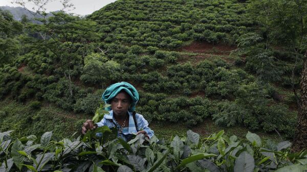  Người hái chè trong đồn điền ở Assam - Sputnik Việt Nam