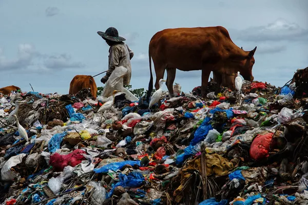 Một người chăn thả bò tại bãi rác sau lễ Eid al-Fitr, Indonesia. Một người chăn thả bò tại bãi rác sau lễ Eid al-Fitr, Indonesia. - Sputnik Việt Nam