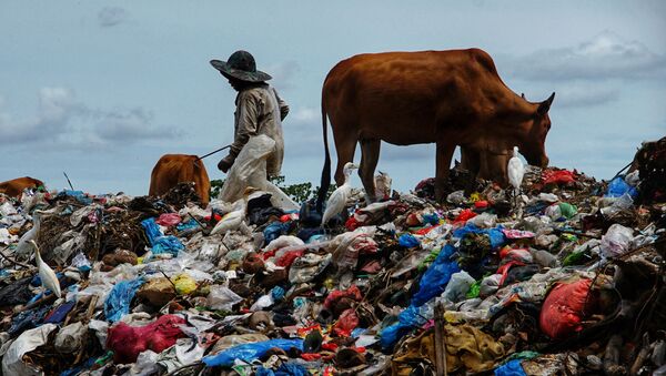 Một người chăn thả bò tại bãi rác sau lễ Eid al-Fitr, Indonesia. - Sputnik Việt Nam