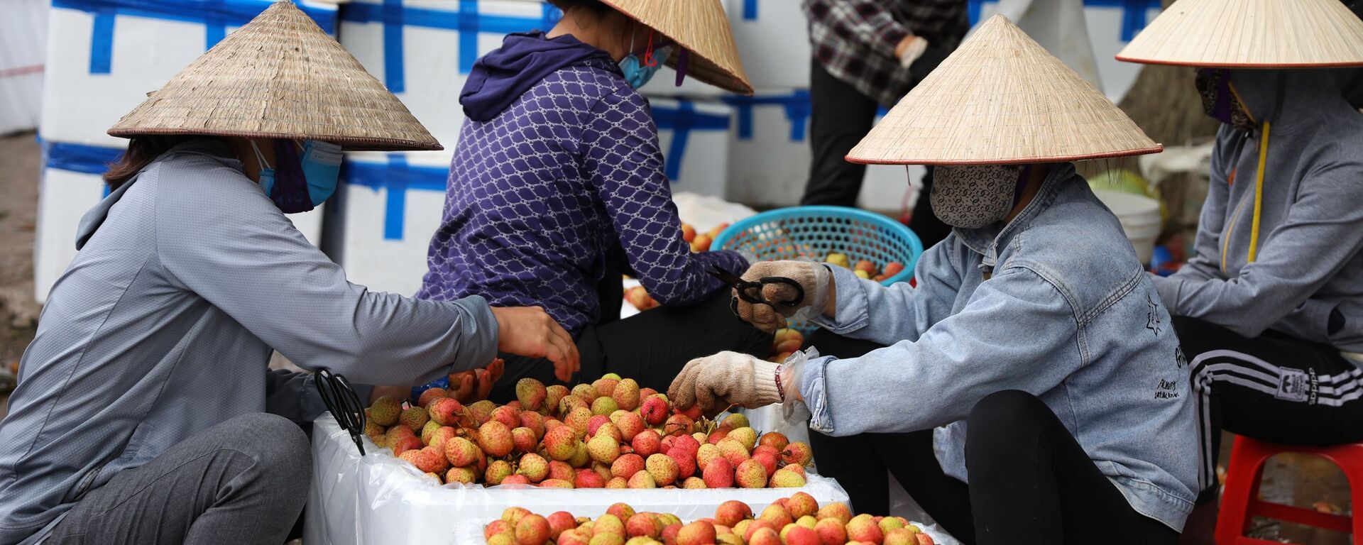 Điểm thu mua và sơ chế vải sớm tại xã Phượng Sơn, huyện Lục Ngạn (Bắc Giang) - Sputnik Việt Nam, 1920, 26.05.2021