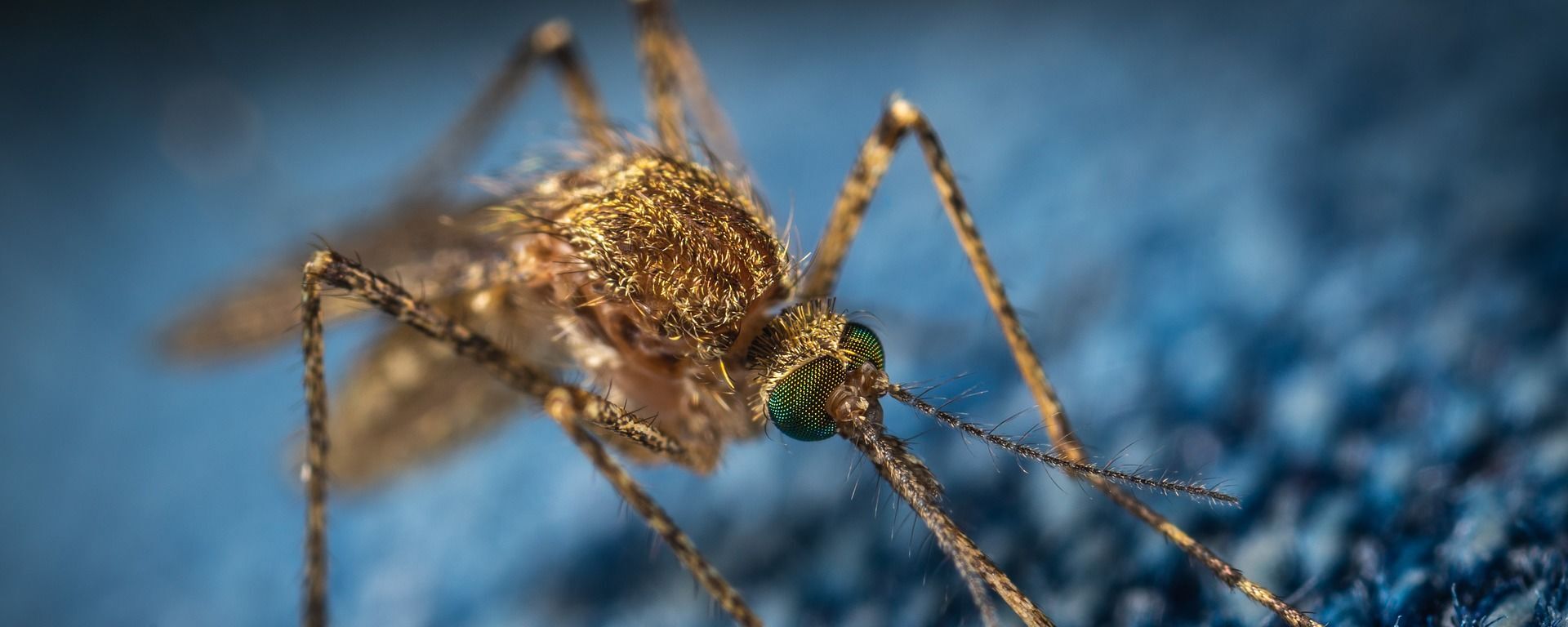 Macro muỗi - Sputnik Việt Nam, 1920, 03.06.2021