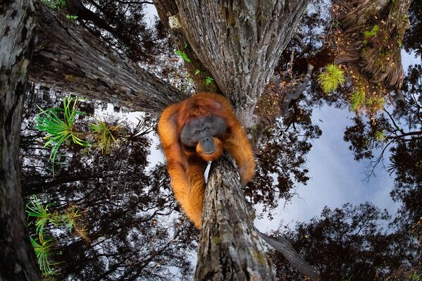 Bức ảnh “The World is Going Upside Down” (Thế giới lộn ngược) của Thomas Vijayan, người đoạt giải Nature TTL Photographer of the Year năm 2021 - Sputnik Việt Nam