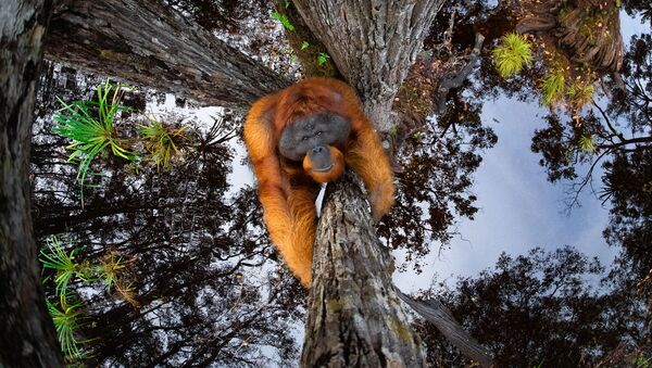 Bức ảnh “The World is Going Upside Down” (Thế giới lộn ngược) của Thomas Vijayan, người đoạt giải Nature TTL Photographer of the Year  năm 2021 - Sputnik Việt Nam