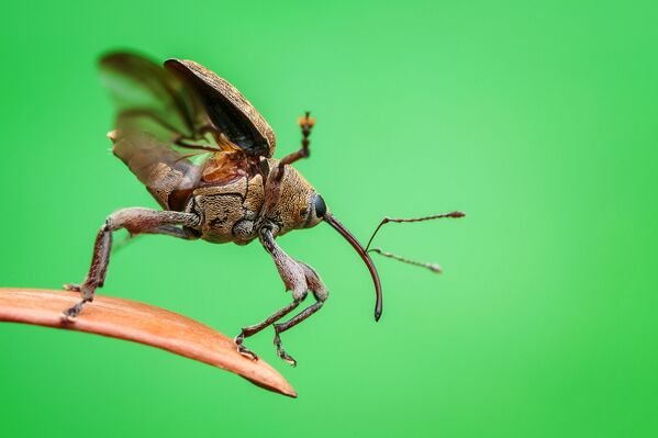 Ảnh «3... 2... 1... Takeoff!» (3 ... 2 ... 1 ... Cất cánh!) của tác giả Christian Brockes, được đánh giá cao trong hạng mục «Thế giới nhỏ» cuộc thi  Nature TTL Photographer of the Year của năm 2021 - Sputnik Việt Nam