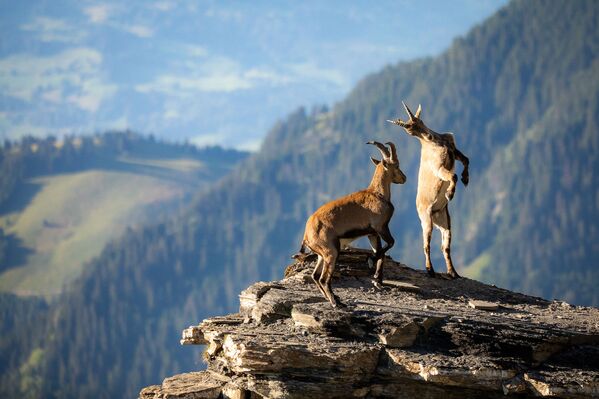 Ảnh “Fight in the Mountains» (Cuộc chiến trên núi) của Raphael Schenker đứng thứ hai trong hạng mục «Dưới 16 tuổi» cuộc thi Nature TTL Photographer of the Year của năm 2021 - Sputnik Việt Nam