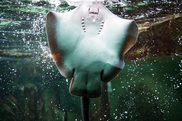 Cá đuối Manta bơi trong hồ bơi của Great Aquarium ở Saint-Malo, Pháp - Sputnik Việt Nam