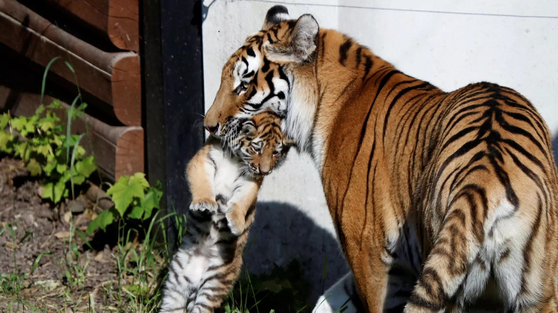 Hổ Amur với con mới sinh trong sở thú ở Plock, Ba Lan