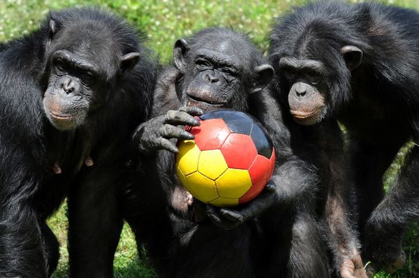 Đàn tinh tinh chơi đùa với quả bóng trong công viên Serengeti, Đức - Sputnik Việt Nam