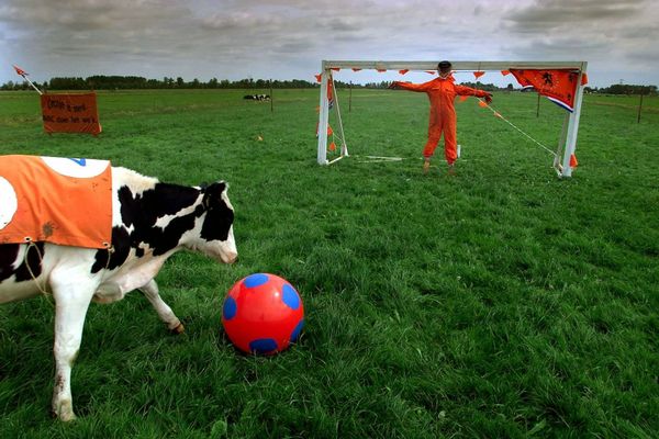 Con bò chơi với quả bóng trên đồng cỏ gần thị trấn Baambrugge, Hà Lan - Sputnik Việt Nam