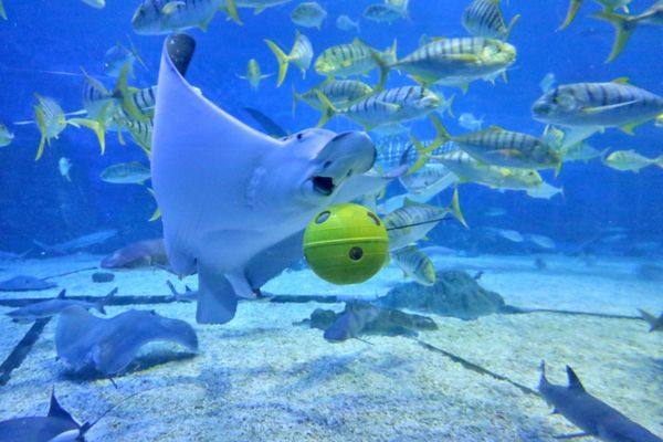 Cá đuối đang bơi bên cạnh quả cầu giống quả bóng đá trong Công viên đại dương Haichang-Thượng Hải (Shanghai Haichang Ocean Park), Trung Quốc - Sputnik Việt Nam
