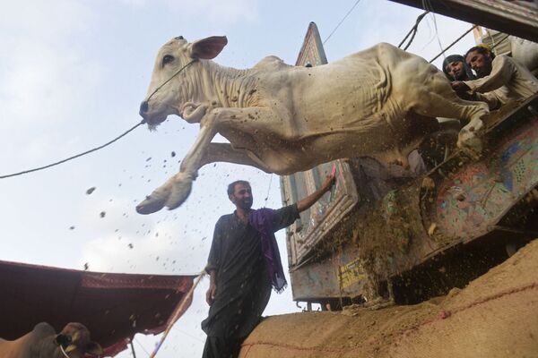 Thương nhân dỡ gia súc từ chiếc xe tải trước ngưỡng lễ tế hiến sinh Hồi giáo Eid al-Adha ở Karachi - Sputnik Việt Nam