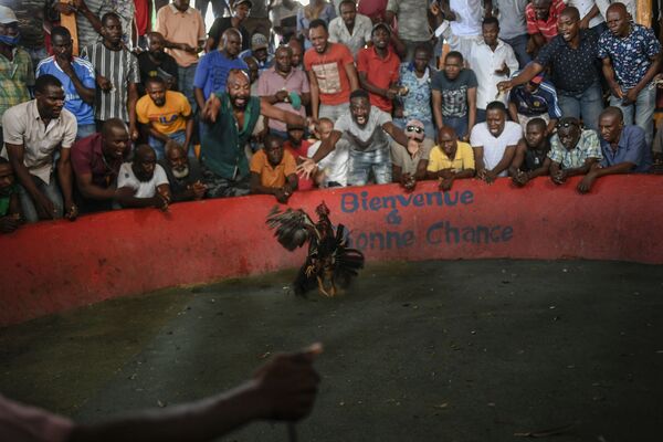 Chọi gà ở Port-au-Prince, Haiti - Sputnik Việt Nam