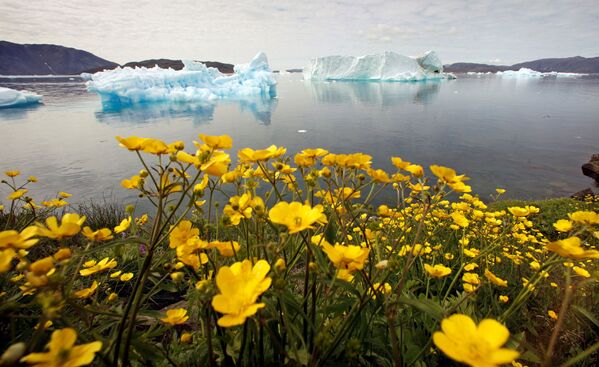 Những bông hoa dại trước tảng băng trôi ở Greenland - Sputnik Việt Nam