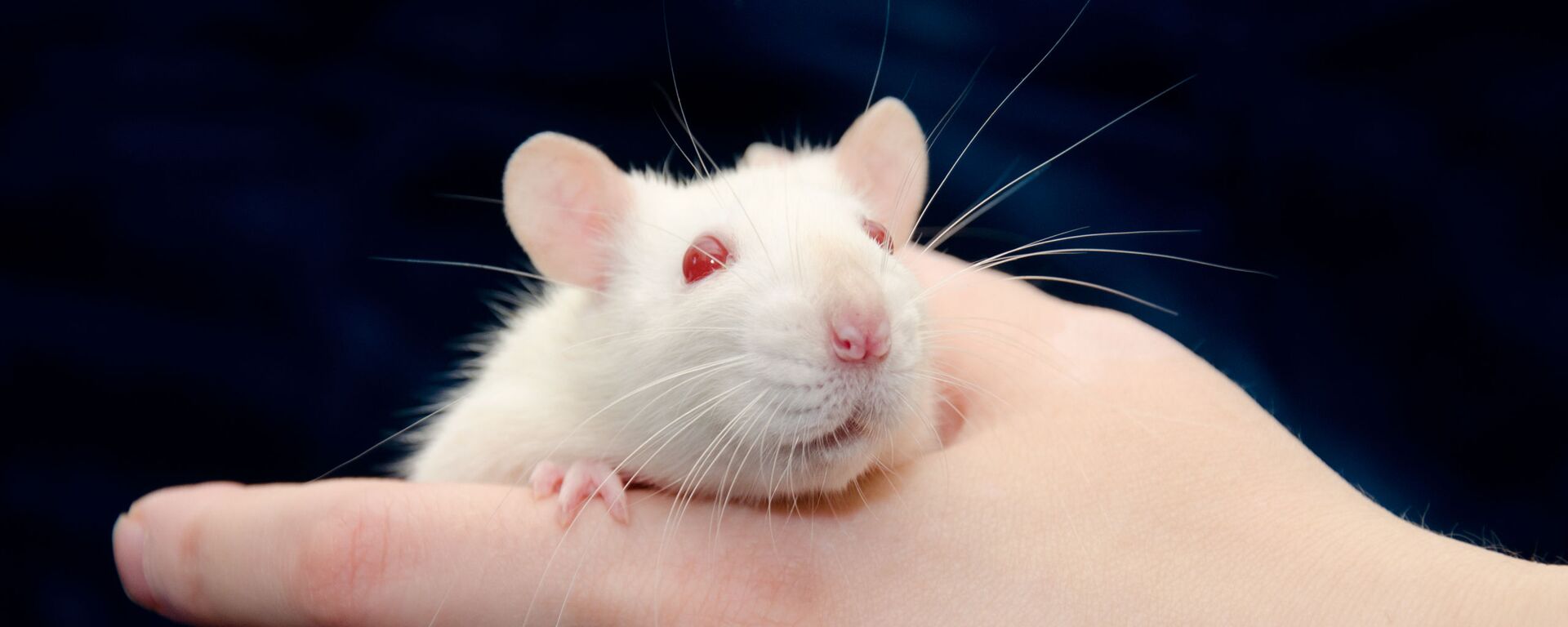 Chuột bạch Chuột bạch - Sputnik Việt Nam, 1920, 25.06.2025