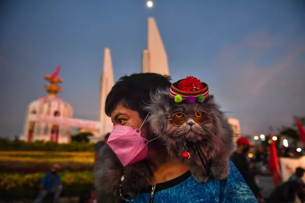 Mèo ngồi trên vai theo người đi biểu tình ở Bangkok đòi Thủ tướng Thái Lan từ chức Mèo ngồi trên vai theo người đi biểu tình ở Bangkok đòi Thủ tướng Thái Lan từ chức - Sputnik Việt Nam