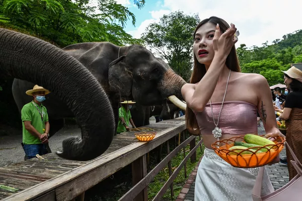 Cô gái cho voi ăn ở Thung lũng Voi hoang, Khu Bảo tồn thiên nhiên ở tỉnh Vân Nam, tây-nam Trung Quốc Cô gái cho voi ăn ở Thung lũng Voi hoang, Khu Bảo tồn thiên nhiên ở tỉnh Vân Nam, tây-nam Trung Quốc - Sputnik Việt Nam