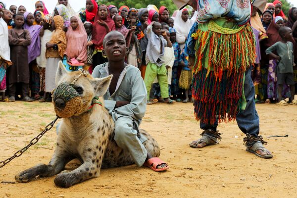 Chú bé cưỡi trên con linh cẩu ở bang Kano, miền bắc Nigeria - Sputnik Việt Nam